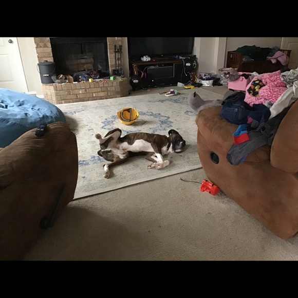 Dogs - Picture 6 of 8